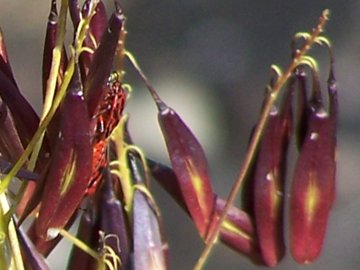 Isatis tinctoria / Glasto comune